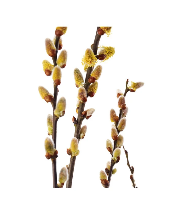 Kätzchen-Weide 4 Kätzchen-Weide – Bild 2