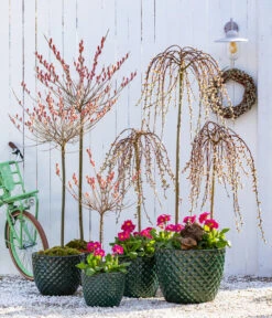 Hängekätzchenweide 'Kilmarnock' 9 Hängekätzchenweide 'Kilmarnock' -Gartenbedarf Verkäufe 2024 7464738 8816498 6705461 WE MO 001 KaetzchenweideStaengelprimelTopfElite