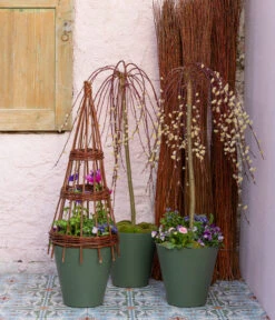 Hängekätzchenweide 'Kilmarnock' 10 Hängekätzchenweide 'Kilmarnock' -Gartenbedarf Verkäufe 2024 7464761 7464787 WE MO 001 Haengekaetzchenweide