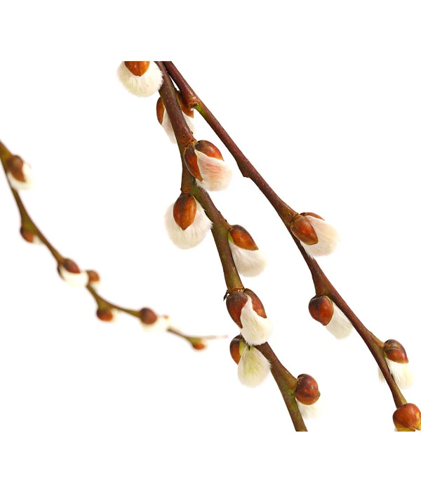 Hängekätzchenweide 'Kilmarnock' 7 Hängekätzchenweide 'Kilmarnock' – Bild 5