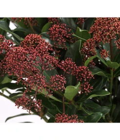 Blütenskimmie 'Rubesta Optima' -Gartenbedarf Verkäufe 2024 7472301 WE DE 001 SkimmiaSkimmieJaponicaRubestaOptima10LDehnerExpressHerzig