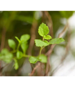 Zwergspiere 'Little Princess' -Gartenbedarf Verkäufe 2024 7482987 WE DE 001 SpierstrauchSpiraeaJaponicaLittlePrincessDehnerExpressZS