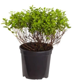 Zwergspiere 'Little Princess' -Gartenbedarf Verkäufe 2024 7482987 WE FS 001 SpierstrauchSpiraeaJaponicaLittlePrincessDehnerExpressZS