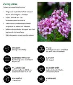 Zwergspiere 'Little Princess' -Gartenbedarf Verkäufe 2024 7482987 WE IG 001 Zwergspiere