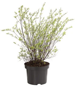 Rispenspiere 'Grefsheim' -Gartenbedarf Verkäufe 2024 7484132 WE FS 001 SpierstrauchSpireaGrefsheim5LDehnerExpressHerzig