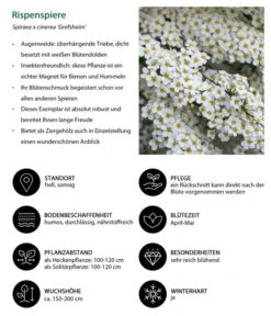 Rispenspiere 'Grefsheim' -Gartenbedarf Verkäufe 2024 7484132 WE IG 001 Rispenspiere