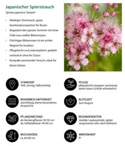 Japanischer Spierstrauch 'Genpei' -Gartenbedarf Verkäufe 2024 7484561 WE IG 001 JapanischerSpierstrauch