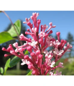 Zwerg-Duftflieder 'Tinkerbelle' -Gartenbedarf Verkäufe 2024 7489156 BildD 001 ZwergDuftfliederTinkerbelleSyrTinkerbelle