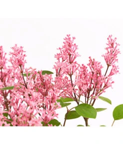 Zwerg-Duftflieder 'Tinkerbelle' -Gartenbedarf Verkäufe 2024 7489156 WE DE 003 SyringaFliederTinkerbelle3LDehnerExpressHerzig