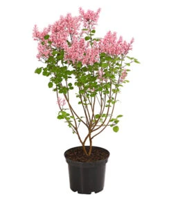 Zwerg-Duftflieder 'Tinkerbelle' -Gartenbedarf Verkäufe 2024 7489156 WE FS 003 SyringaFliederTinkerbelle3LDehnerExpressHerzig