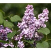 Flieder 'Michel Buchner' -Gartenbedarf Verkäufe 2024 7493679 PR DE 001 FliederMichelBuchnerPixabay