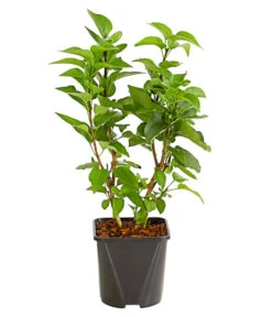 Flieder 'Michel Buchner' -Gartenbedarf Verkäufe 2024 7493679 WE FS 001 FliederSyringaMichelBuchnerStrauch2LiterDehnerExpressHerzig