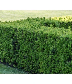 Gemeine Eibe 6 Gemeine Eibe -Gartenbedarf Verkäufe 2024 7496714 PR MO 001 TaxusEibeBGALucknerMai2017