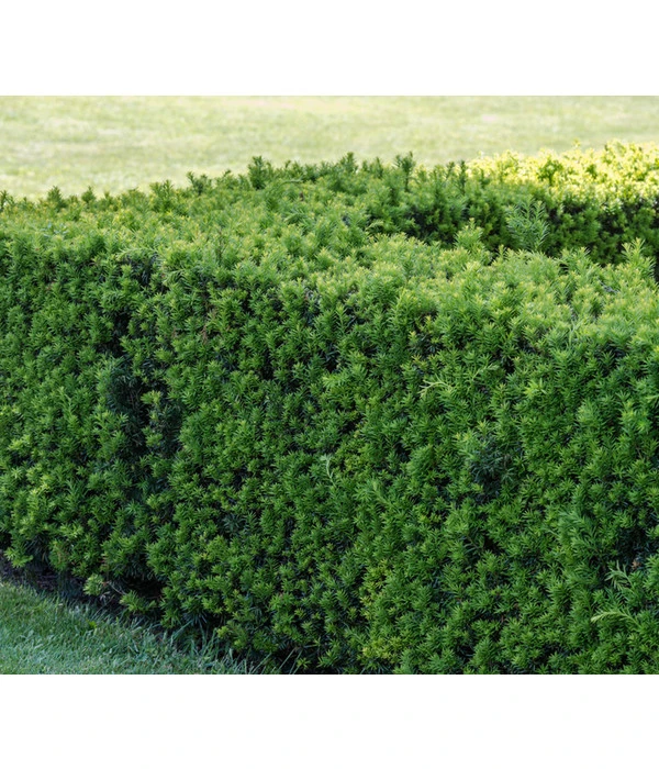 Gemeine Eibe 4 Gemeine Eibe – Bild 2