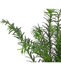 Gemeine Eibe 7 Gemeine Eibe -Gartenbedarf Verkäufe 2024 7497100 PR DE 001 TaxusEibeBaccata9CDehnerExpressHerzig