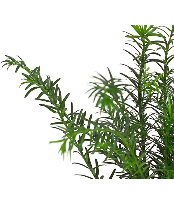 Gemeine Eibe 5 Gemeine Eibe – Bild 3