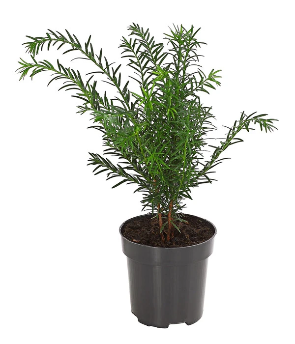 Gemeine Eibe 3 Gemeine Eibe