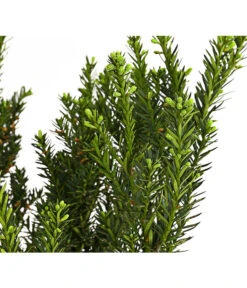 Becher-Eibe 'Hillii' 5 Becher-Eibe 'Hillii' -Gartenbedarf Verkäufe 2024 7509193 WE DE 001 TaxusEibeMediaHillii7LDehnerExpressHerzig