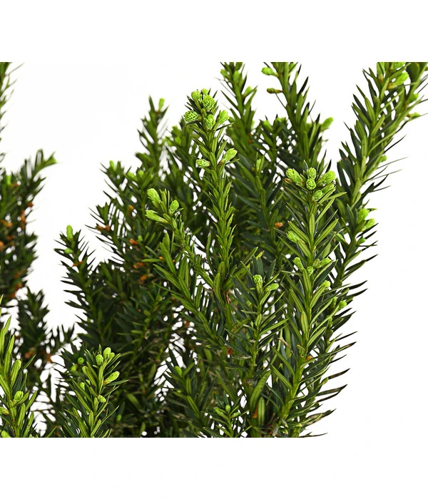 Becher-Eibe 'Hillii' 4 Becher-Eibe 'Hillii' – Bild 2