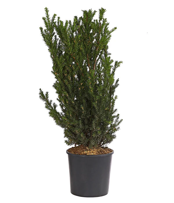 Becher-Eibe 'Hillii' 3 Becher-Eibe 'Hillii'