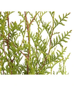7 Meter Lebensbaum 'Brabant', 12 X Ca. 140-160 Cm -Gartenbedarf Verkäufe 2024 7511009 WE DE 001 LebensbaumThujaOccidentalisBrabant3L 3
