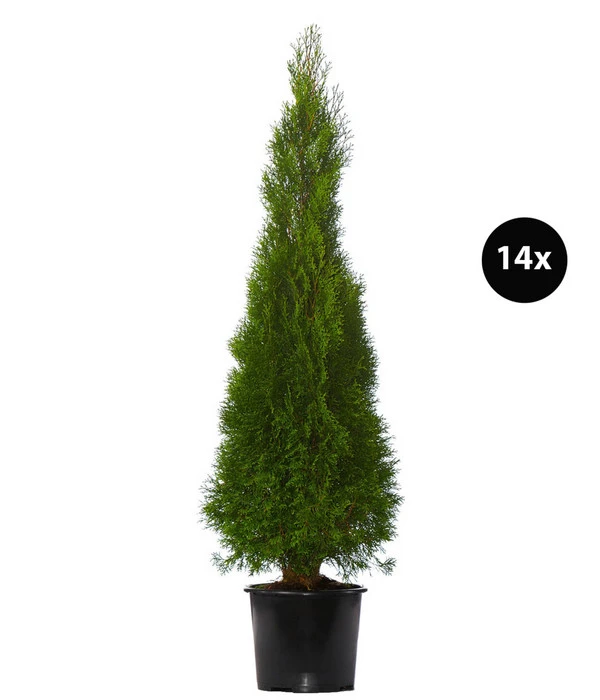 7 Meter Lebensbaum 'Smaragd', 14 X Ca. 150-175 Cm 3 7 Meter Lebensbaum 'Smaragd', 14 X Ca. 150-175 Cm