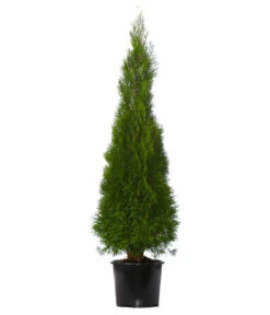 7 Meter Lebensbaum 'Smaragd', 14 X Ca. 150-175 Cm 8 7 Meter Lebensbaum 'Smaragd', 14 X Ca. 150-175 Cm -Gartenbedarf Verkäufe 2024 7512619 WE FS 002 ThujaOccidentalisSmaragdLebensbaum7Meter