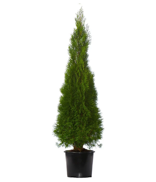 7 Meter Lebensbaum 'Smaragd', 14 X Ca. 150-175 Cm 4 7 Meter Lebensbaum 'Smaragd', 14 X Ca. 150-175 Cm – Bild 2