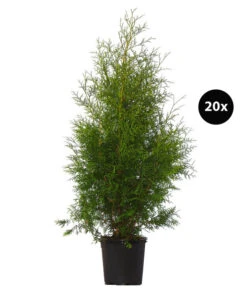 7 Meter Lebensbaum 'Brabant', 20 X Ca. 100-125 Cm