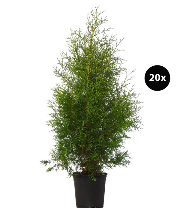 7 Meter Lebensbaum 'Brabant', 20 X Ca. 100-125 Cm 3 7 Meter Lebensbaum 'Brabant', 20 X Ca. 100-125 Cm