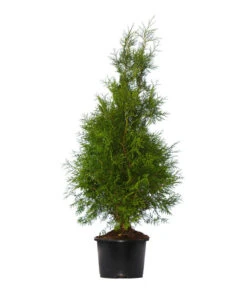 7 Meter Lebensbaum 'Brabant', 14 X Ca. 125-150 Cm 6 7 Meter Lebensbaum 'Brabant', 14 X Ca. 125-150 Cm -Gartenbedarf Verkäufe 2024 7512676 WE FS 002 LebensbaumBrabantThujaOccidentalis7Meter