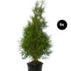 3 Meter Lebensbaum 'Brabant', 6 X Ca. 125-150 Cm -Gartenbedarf Verkäufe 2024 7512684 WE FS 002 LebensbaumBrabantThujaOccidentalis6x