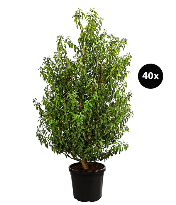 15 Meter Portugiesischer Kirschlorbeer 'Angustifolia', 40 X Ca. 80-100 Cm 3 15 Meter Portugiesischer Kirschlorbeer 'Angustifolia', 40 X Ca. 80-100 Cm