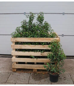 15 Meter Portugiesischer Kirschlorbeer 'Angustifolia', 40 X Ca. 80-100 Cm 7 15 Meter Portugiesischer Kirschlorbeer 'Angustifolia', 40 X Ca. 80-100 Cm -Gartenbedarf Verkäufe 2024 7517626 WE FS 002 PrunuslusitanicaC7 5