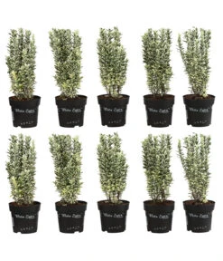 2 Meter Spindelstrauch 'White Spire', 10 X Ca. 40-45 Cm