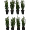 2 Meter Becher-Eibe 'Hillii', 8 X Ca. 60-70 Cm -Gartenbedarf Verkäufe 2024 7517790 WE FS 001 TaxusHillii2m