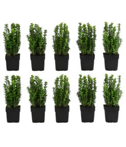 2 Meter Gewöhnlicher Buchs, 10 X Ca. 30 Cm