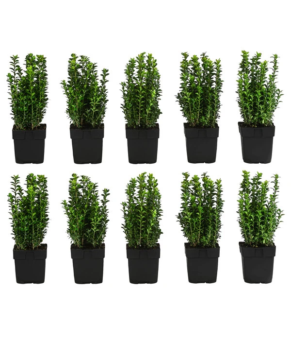 2 Meter Gewöhnlicher Buchs, 10 X Ca. 30 Cm 3 2 Meter Gewöhnlicher Buchs, 10 X Ca. 30 Cm