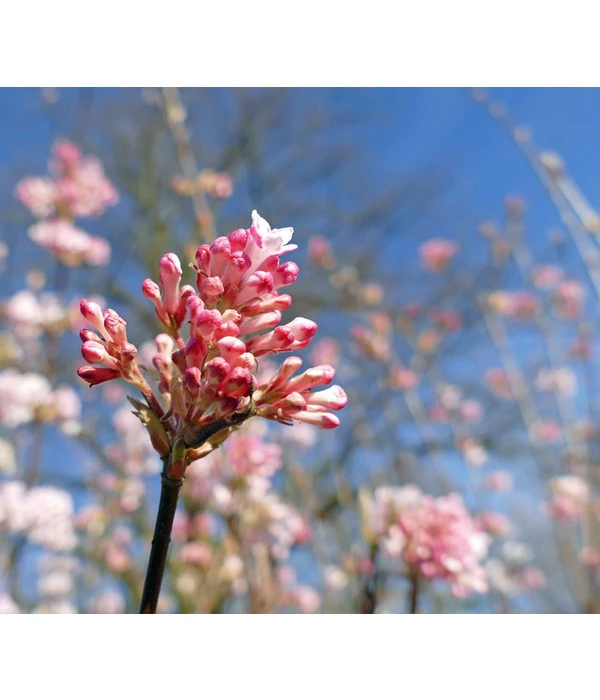 Winter-Schneeball 'Dawn' 3 Winter-Schneeball 'Dawn'