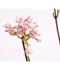 Winter-Schneeball 'Dawn' 7 Winter-Schneeball 'Dawn' -Gartenbedarf Verkäufe 2024 7532807 WE DE 001 ViburnumBodnDawn3LDehnerExpressHerzig