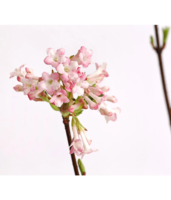 Winter-Schneeball 'Dawn' 5 Winter-Schneeball 'Dawn' – Bild 3