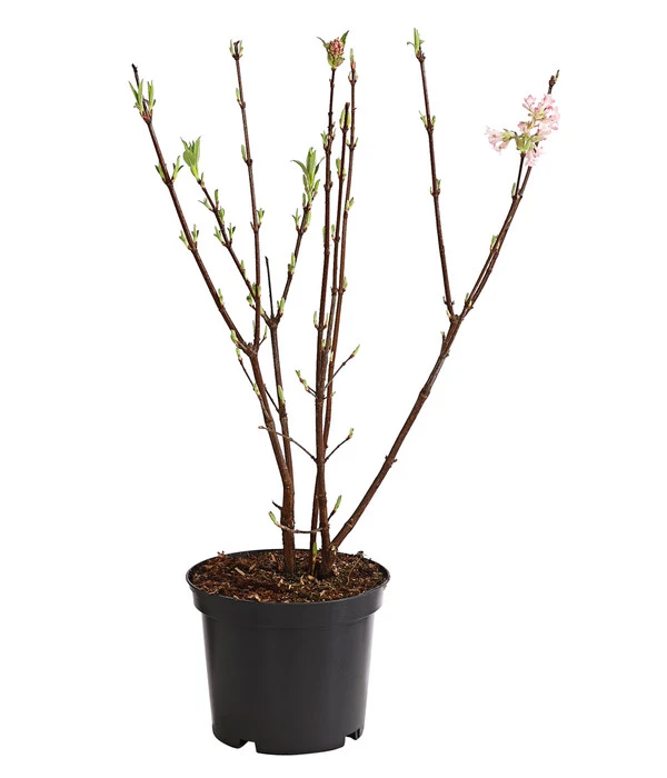 Winter-Schneeball 'Dawn' 4 Winter-Schneeball 'Dawn' – Bild 2