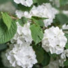 Japanischer Schneeball 'Grandiflorum' -Gartenbedarf Verkäufe 2024 7537335 WE MO 001 ViburnumPlicatumGrandiflorum