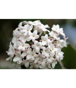 Mittelmeer-Schneeball, Stämmchen