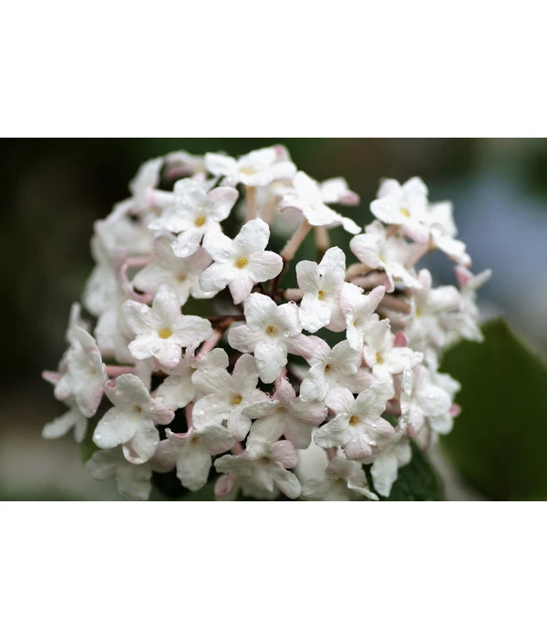 Mittelmeer-Schneeball, Stämmchen 3 Mittelmeer-Schneeball, Stämmchen