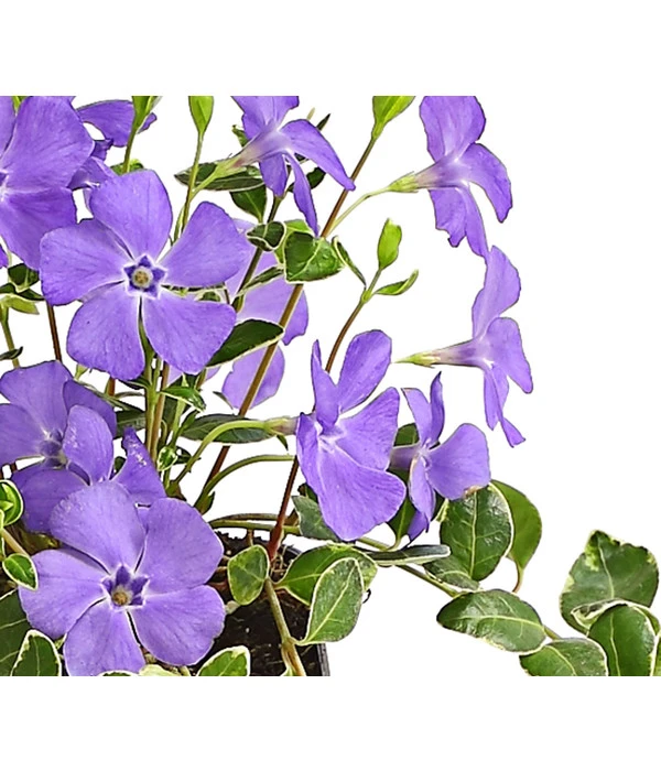 Immergrün 'Ralph Shugert' 4 Immergrün 'Ralph Shugert' – Bild 2