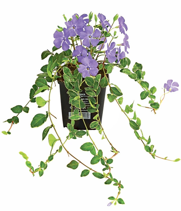 Immergrün 'Ralph Shugert' 3 Immergrün 'Ralph Shugert'