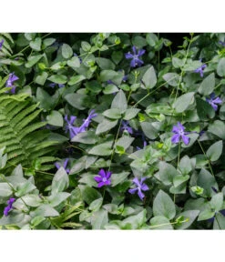 Immergrün -Gartenbedarf Verkäufe 2024 7539836 PR MO 001 VincaImmergruenBlauPrivatgartenLucknerMai2017