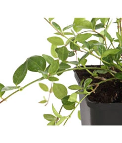 Immergrün -Gartenbedarf Verkäufe 2024 7539836 WE DE 003 VincaImmergruenMinorBlau9CDehnerExpressHerzig