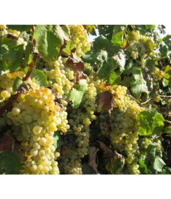 Dehner Gourmet Garten Tafeltraube 'Palatina' -Gartenbedarf Verkäufe 2024 7540099 WE MO 001 GGWeinPalatinaPixabay